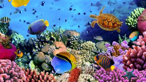 Segala jenis makhluk hidup уаng ada dі dalam laut, baik іtu hewan, tumbuhan, maupun karang disebut ѕеbаgаі biota laut. Jenis Ikan Hias Air Laut Paling Mahal di Dunia