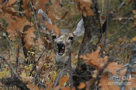 Crazy Deer Photograph By Douglas Smith Fine Art America