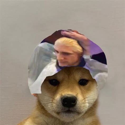 Dogwifhat Meme 1080 Px Nrg Dogwifhat In 2020 Home Designer Suite