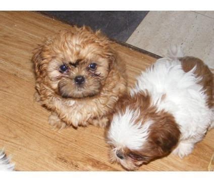 I am a tx licensed breeder #185. Shih Tzu Puppies For Sale | Amarillo, TX #140759 | Petzlover