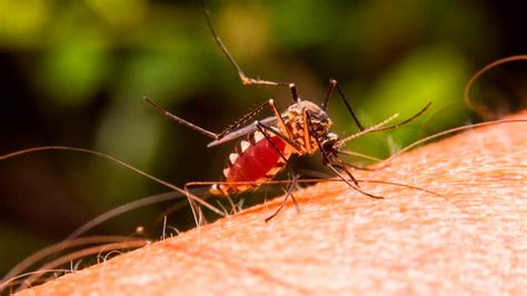 În zonele cu niveluri ridicate de malarie, sunt recomandate doze ocazionale de sulfadoxină/pirimetamină la feți după primul trimestru de sarcină. El parásito de la malaria manipula la actividad de sus ...