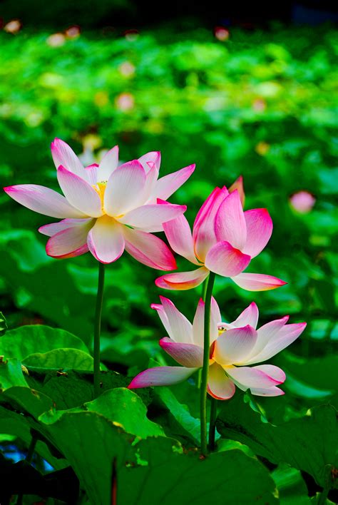Lotus Flower Images Of China Through English Eyes