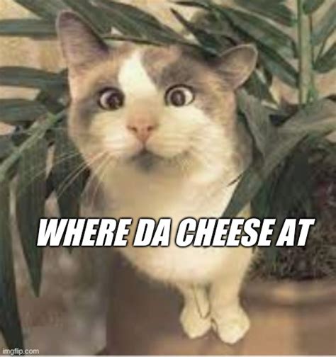 Cheese Cat2 Imgflip