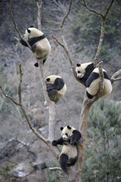 Pandas Lounging In Tree Woolong Nature Reserve In Sichuan China