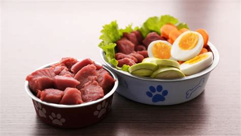 Your dog may also need some time to get used to a new texture if they're used to eating dry kibble. 8 Reasons to Feed Your Dog Raw Food Diet Today