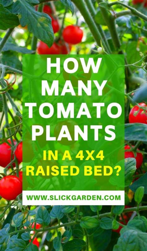 How Many Tomato Plants In A 4x4 Raised Bed Slick Garden