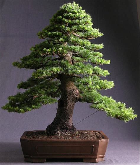 A majority of the modern sources treat it as a distinct species cedrus atlantica, but some sources consider it a subspecies of lebanon cedar (c. Green Atlas Cedar | futterwithtrees