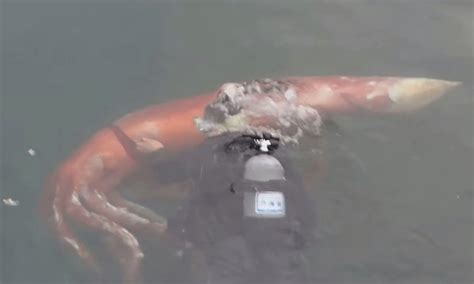 Video Unprecedented Giant Squid Surfaces In Japanese Harbor