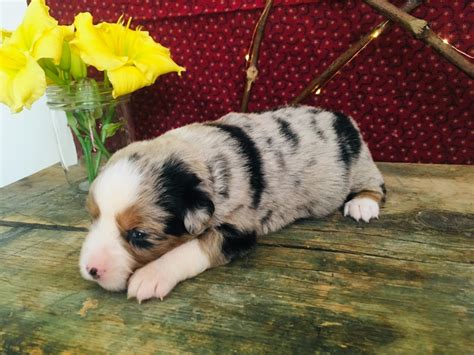 These mini australian shepherd puppies are sure to melt your heart! Miniature Australian Shepherd Puppies For Sale | Rochester ...