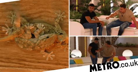 Love Islands Awkward Moment When Two Lizards Are Having More Sex Than