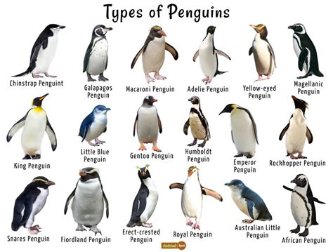 Penguin Facts Types Habitat Diet Adaptations Pictures 11e