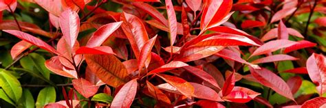 Photinia Red Robin Care And Growing Tips Uk