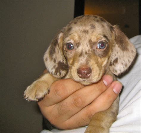 How much do dapple dachshund puppies cost? Miniature dachshund puppy (chocolate dapple) this looked ...
