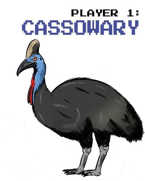 Emu Vs Cassowary One Has A Dagger Like Claw The Other Explosive