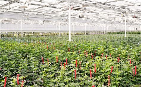 Cannabis Producer Aphria Shares Plunge On Larger Than Expected Loss