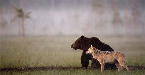 These Two Teenagers From Opposite Lives Became Close Friends For Days This Wolf And Bear Leaned