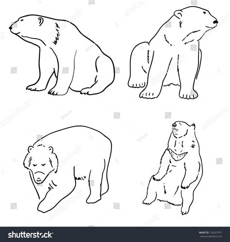 Set Drawings Grizzly Bears White White Stock Vector Royalty Free