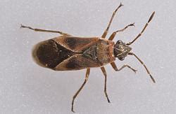 Zudem ekeln sich auch viele menschen vor einigen insekten und wollen nur. Dunkelbraune Käfer überall im Haus (Plage)