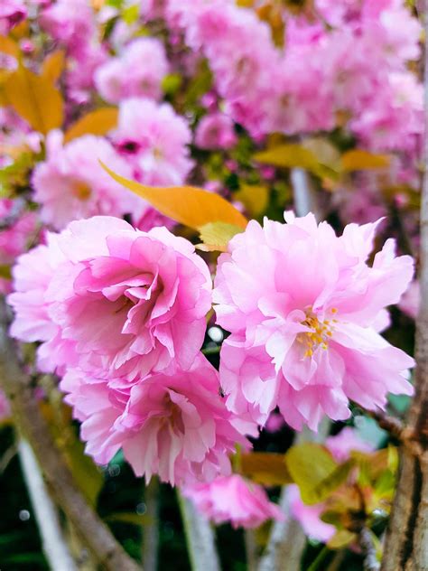 Prunus Kanzan Pink Flowering Cherry Easy Big Trees Nz