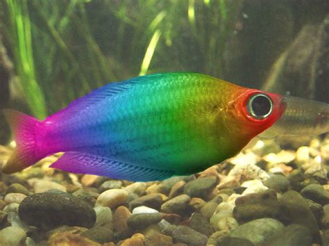 Rainbow Fish Daintree Forest Australia Rainbow Fish Tropical