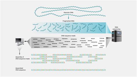 Genome Sequencing Biotechtutorials