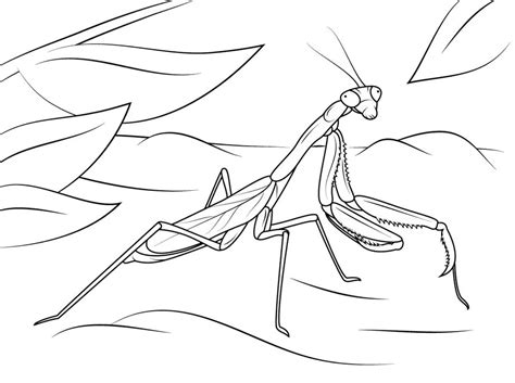 Coloring Pages Of Praying Mantis