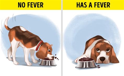 7 Signs That Your Dog Has A Fever And What To Do While You Wait For