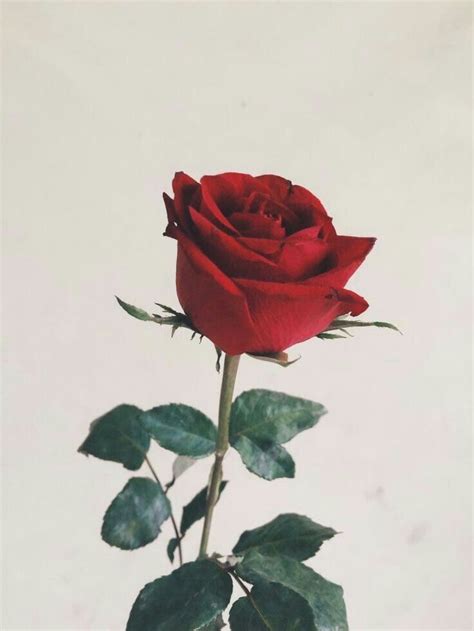 Pin By Berna Beren Alper On Pinler Red Roses Flower Wallpaper Rose