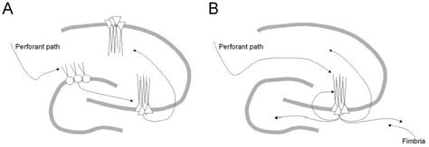 The Trisynapto Centric Vs Ca3 Centric View Of Hippocampal