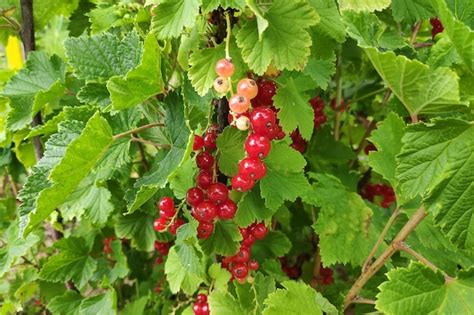 Premium Photo Fruits Of The Redcurrant Ribes Rubrum