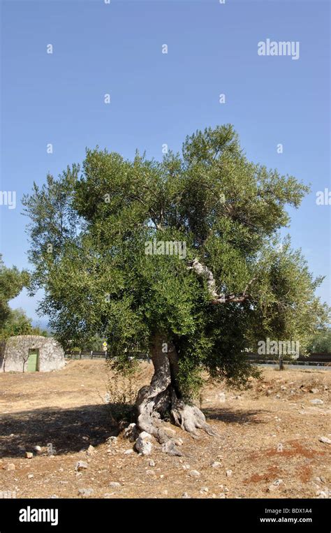 Old Olive Tree In Field La Valle Ditria Bari Province Puglia Region
