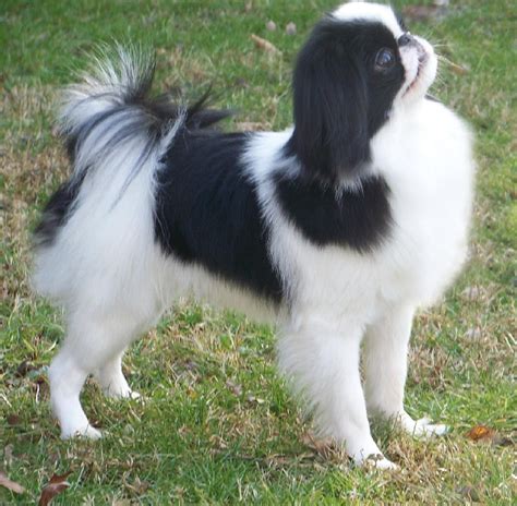 Japanese Chin Puppies Rescue Pictures Information Temperament