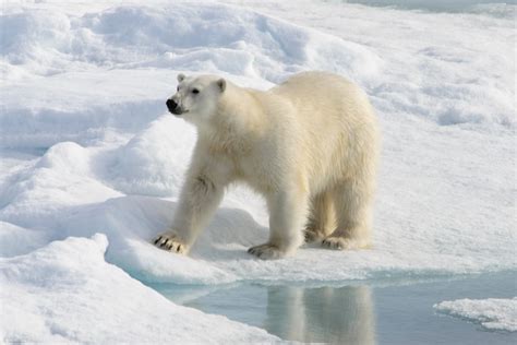 Premium Photo Polar Bear Ursus Maritimus On The Pack Ice North Of