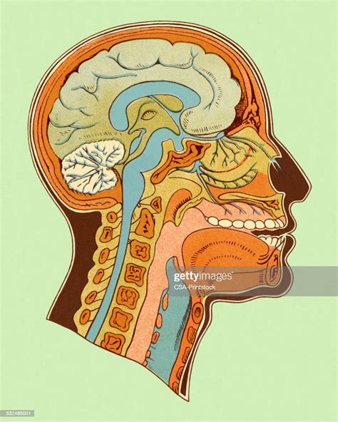 Diagram Of Head And Neck High Res Vector Graphic Getty Images