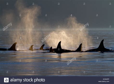 Walgruppe Stockfotos Und Bilder Kaufen Alamy