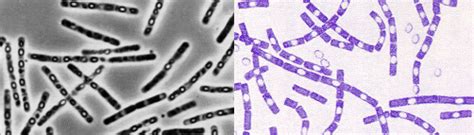 Bacillus And Related Endospore Forming Bacteria Bio Science Portal
