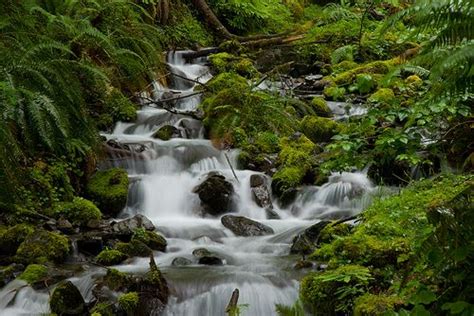 Hoh Rainforest Waterfall By Bphoto Via Flickr Waterfall Rainforest