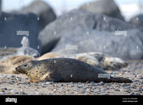 Grey Seals Halichoerus Grypus Resting On The North East Norfolk Beach