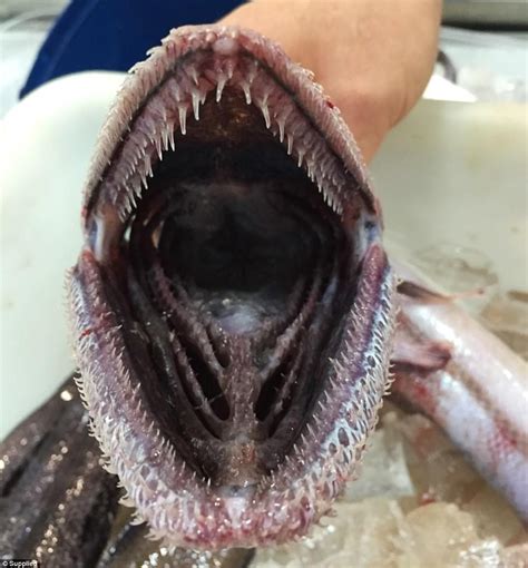 Mysterious Deepsea Lizardfish