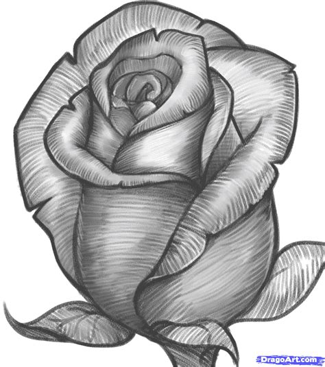 Rose Flower Pencil Sketch Images Sevilla Lanueva