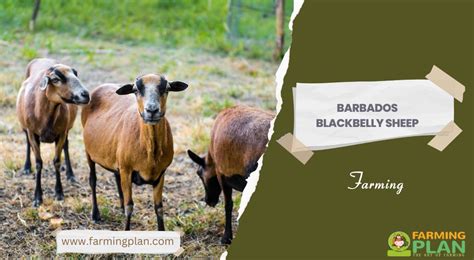 Barbados Blackbelly Sheep Farming Farming Plan