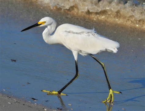 Fotos Gratis Playa Pájaro Blanco Fauna Silvestre Pico Vertebrado