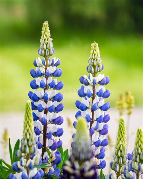 Blooming Lupine Flower Stock Image Image Of Summer 251066585
