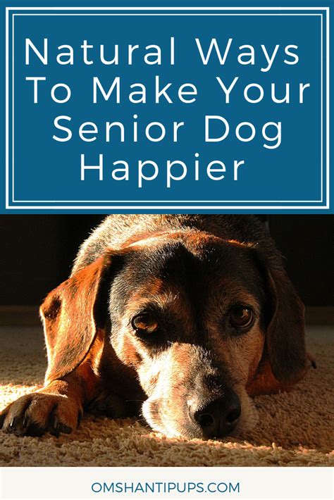 Natural Ways To Make Your Senior Dog Happier Senior Dog Dog Care Dogs