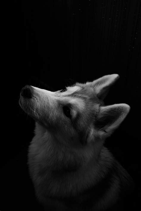 Grayscale Photo Of A Dog · Free Stock Photo
