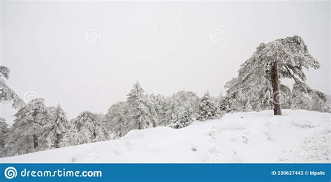 Forest Landscape In Snowy Mountains Snowstorm And Frozen Snow Covered