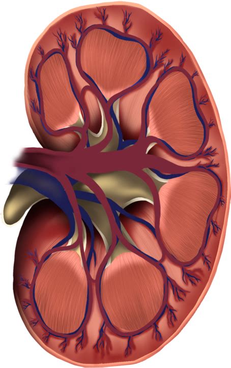 Download Kidney Cross Section Kidney Full Size Png Image Pngkit
