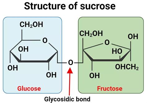 Why Sucrose Is A Non Reducing Sugar Definition Structure Invert Sugar