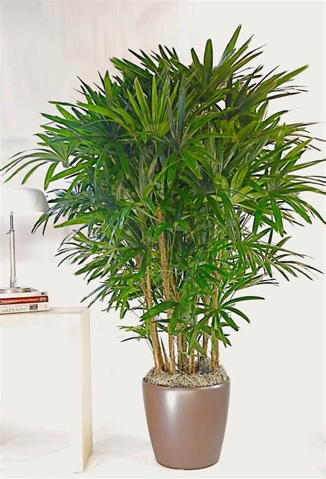 Hawaiian Rhapis Palm Large Indoor Plant Pots Indoor Plants Plants