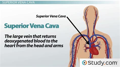 Superior Inferior Vena Cava Definitions Functions Location